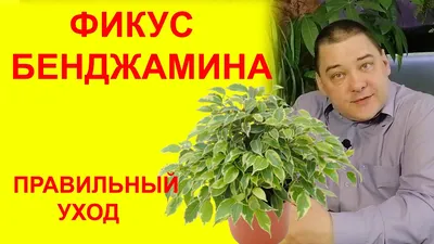 Фикус Бенджамина Уход. [МНОГО ПОЛЕЗНЫХ СОВЕТОВ] - YouTube