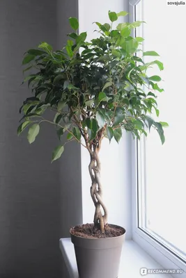 Фикус бенджамина - Ficus benjamina. Уход за фикусом бенджамина