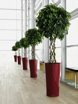 Растение Фикус Бенджамина Лиана 180см размер 180 см от фабрики REAL TOUCH  Россия - RT.PL.DC.67 купить | Neopolis Casa
