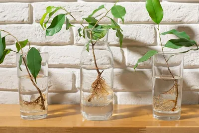 Фикус Бенджамина: Самое популярное комнатное растение | Комнатные растения  | Дзен
