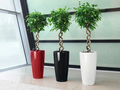 Фикус Бенджамина находится в числе первых среди комнатных растений,  способных сделать воздух в комнате чистым и безопасным. Это растение… |  Instagram