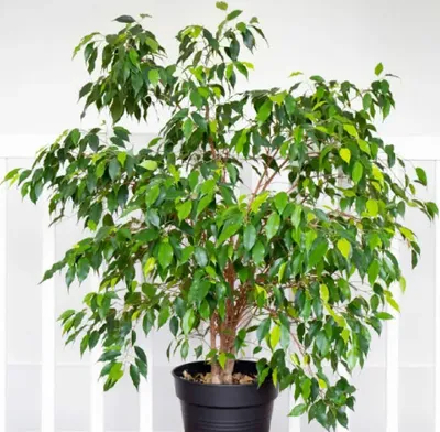 Фикус бенджамина Наоми Голд (Ficus benjamina Naomy Gold)