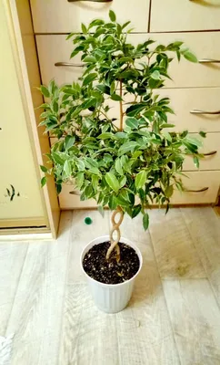 Купить Искусственное дерево фикус бенджамина /Искусственные цветы для  декора/Декор для дома по выгодной цене в интернет-магазине OZON.ru  (180494215)