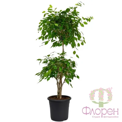 Фикус Бенджамина Даниэль купить в Москве с доставкой | maximovshop.ru