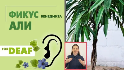 Фикус Бенедикта Али Фикус биннендийка Ficus binnendijkii: 400 грн. -  Комнатные растения Одесса на Olx