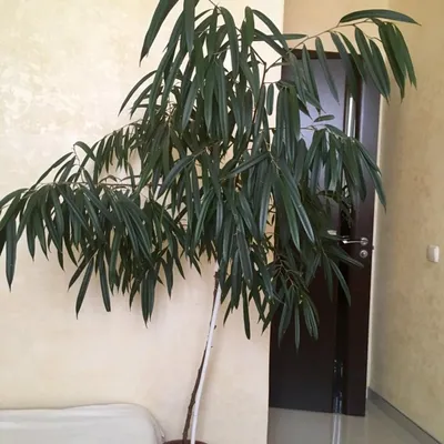 Фикус Бенедикта Али Фикус биннендийка Ficus binnendijkii: 400 грн. -  Комнатные растения Одесса на Olx