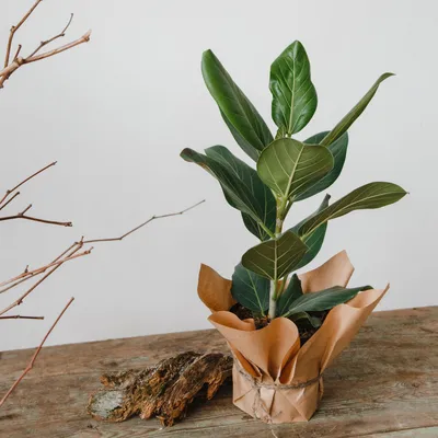 Фикус бенгальский Одри Ficus Audrey D 12 – Zeebee Market