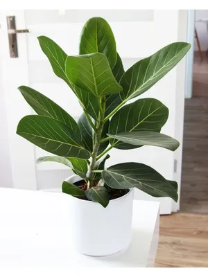 Фикус Бенгальский Рой (Ficus benghalensis Roy)