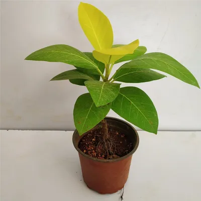 Фикус Бенгальский Одри (Ficus Benghalensis Audrey) (ID#1676561398), цена:  150 ₴, купить на Prom.ua