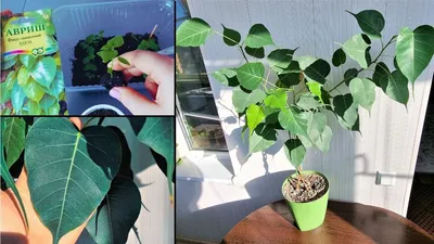 Фикус священный (Ficus religiosa) - PictureThis