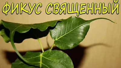 ФИКУС СВЯЩЕННЫЙ (RELIGIOSA), семена