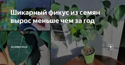 Декоративнолиственные - Фикус священный, религиозный, Священная фига (Ficus  religiosa) - Spikальбом