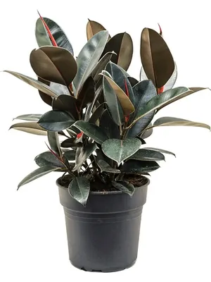 Фикус Черный Принц (Ficus Black Prince) – еще один сорт Фикуса  Каучуконосного, который на сегодняшний день является одним из самых… |  Instagram