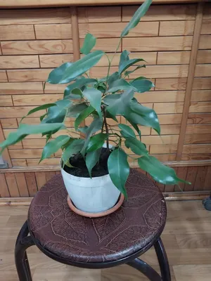 Фикус Бенджамина де Гантель Вариегатный ficus #фикусы #фикусбенджамина # фикус - YouTube