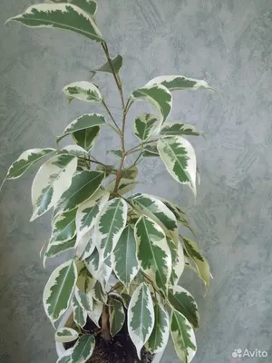 фикус #СтарЛайт #StarLight / Фикус Бенджамина вариегатный Стар  Лайт(лат.ficus Star Light). Уход - YouTube