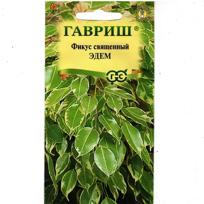 Фикус Гавриш комнатные - купить по выгодным ценам в интернет-магазине OZON  (1100855111)