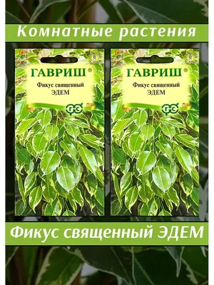 Цветы Фикус Священный Эдем (Гавриш) — купить в городе Новосибирск, цена,  фото — Семена Успеха