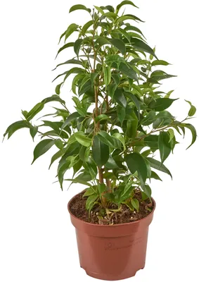 Ficus plant – Zardin Eden