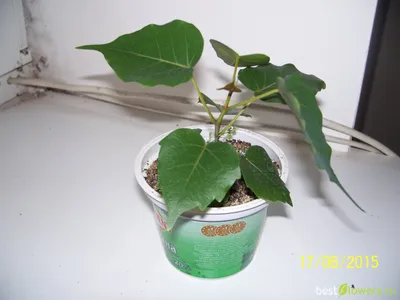 File:Starr-110330-3786-Ficus benjamina-variegated leaves-Garden of Eden  Keanae-Maui (24713064329).jpg - Wikimedia Commons