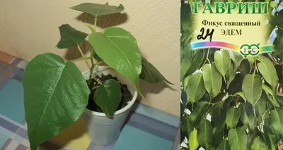 Ficus Maclellandii Plant Care: Water, Light, Nutrients | Greg App 🌱