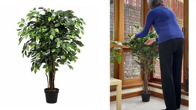 Ficus Lyrata in Baq Vertical Rib Beige | Plant Displays for Businesses |  Corporate Plant Displays | Plants for Businesses – Leaf Envy