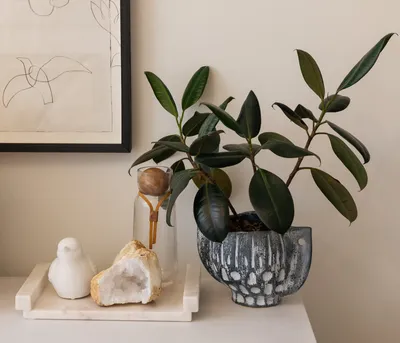 Ficus Fiddle Leaf Fig Tree Form - Sugar Creek Gardens