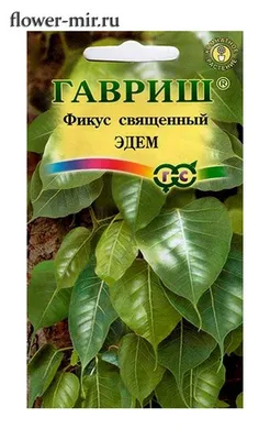 Фикус Священный Эдем 0,03 гр. купить оптом в Томске по цене 26,65 руб.