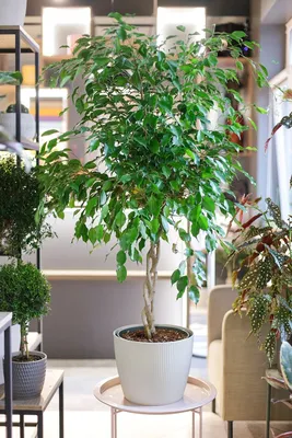 Ficus Exotica – LA FLORIE