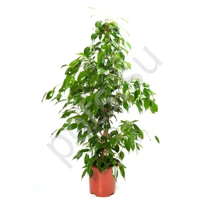 Искусственное растение Ficus exotica Stem multi / Фикус Экзотика