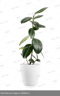 4u.am | Растение `Orchid Gallery` Фикус эластичный №2 Orchid Gallery
