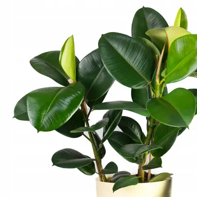 IKEA FICUS ELASTICA (ИКЕА ФИКУС ЭЛАСТИЧНЫЙ) Ikea™ - купить в Киеве с  доставкой по Украине