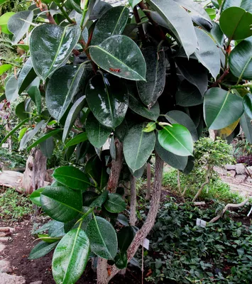 Fikus Elastika (Ficus Abijan) - Garden Shop