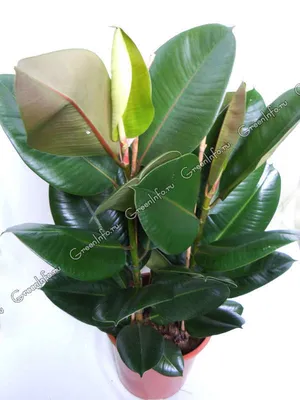Ficus elastica Стоковые фотографии, картинки, все без лицензионных  отчислений - Envato Elements