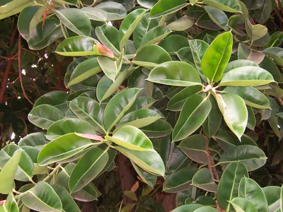 Ziganshaplants - Родиной фикуса упругого, или каучуконосного, или  эластичного (Ficus elastica Roxb.) считается Непал, Бутан, Северо-Восточная  Индия, Малайский архипелаг, Ява, Суматра. Фикус упругий называют также  индийским каучуковым деревом, потому ...