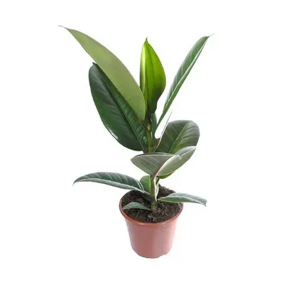 Коллекции растений ЦСБС СО РАН - Ficus elastica Roxb. ex Hornem. – Фикус  каучуконосный, Фикус эластичный