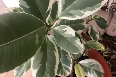 ПОДАРКИ•ДЕКОР•ТЕКСТИЛЬ•ПОСУДА on Instagram: \"Растения, которые лучше  завести дома. Мы подготовили для вас небольшую памятку с домашними цветами  и их полезными свойствами🤍 1. Сансеверия трехполосная - поглощает  негативные эмоции и излучение от компьютера