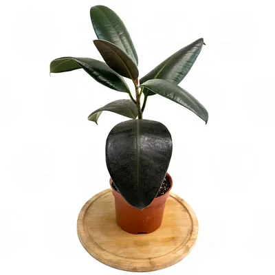 Коллекции растений ЦСБС СО РАН - Ficus elastica Roxb. ex Hornem. – Фикус  каучуконосный, Фикус эластичный