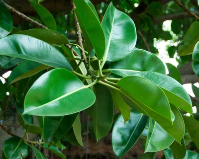 Fikus Elastica Robusta Красивий великий фікус Фікус - docom.com.ua