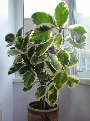 Купить Ficus elastica 'Abidjan' (Фикус эластичный 'Абиджан') | Цитрус Микс