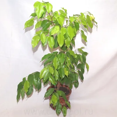 Фикус бенджамина Эстер (Ficus benjamina Ester)