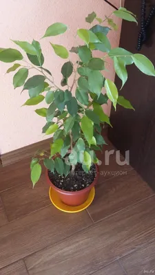 Фикус Бенджамина Эстер: фотография в альбоме Мои Фикусы - Страна Мам