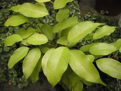 Коллекционный объект БСИ ДВО РАН: Ficus benjamina (Фикус Бенджамина 'Эстер ')(Сорт:Ester)