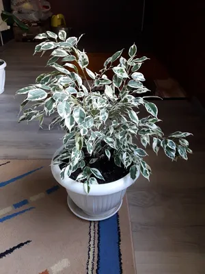 Pin by Vitória Ester Carvalho Zuniga on platinhas | Plants, Plant leaves,  Garden