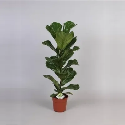 For anyone wanting Aerial Roots on their tropical. : r/Bonsai
