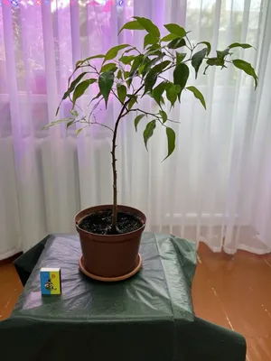 BOWCOM Piante Finte di Seta, Albero di Ficus Verde Finto, Albero di Ficus  Artificiale con Tronco di Legno Naturale, Pianta Finta per L'Ufficio, La  Casa, L'interno E L'ester b-1mx1m : Amazon.it: Casa