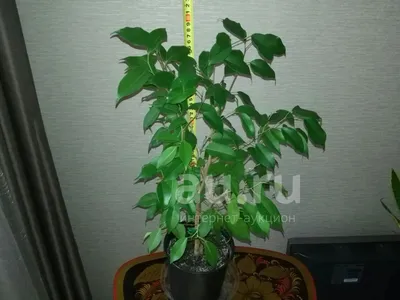 Фикус Бенджамина Эстер 13х35 см по цене 545 ₽/шт. купить в Рязани в  интернет-магазине Леруа Мерлен