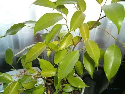 Half a pound of treacle: Ficus pumila - Wonder Creeper or Creeping Horror