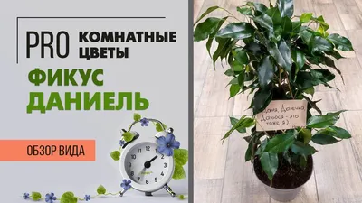 Фикус бенджамин - уход в домашних условиях, как ухаживать за фикусом  бенджамина - рекомендации от специалистов студии фитодизайна Флорен