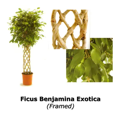BOWCOM Piante Finte di Seta, Albero di Ficus Verde Finto, Albero di Ficus  Artificiale con Tronco di Legno Naturale, Pianta Finta per L'Ufficio, La  Casa, L'interno E L'ester b-1mx1m : Amazon.it: Casa
