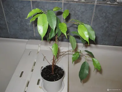 Ficus Benjamina Stock Photos - 223 Images | Shutterstock
